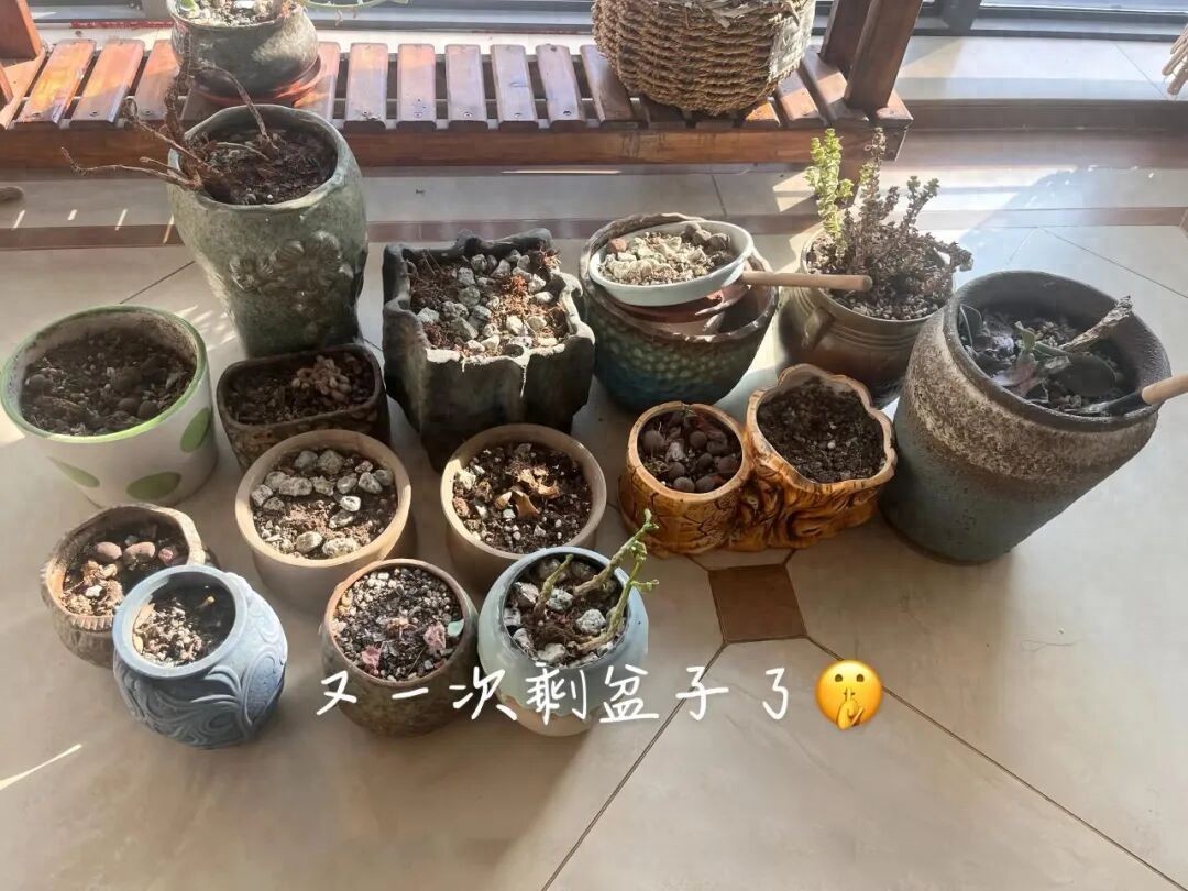 _闲置物品做花盆_闲置花盆妙用