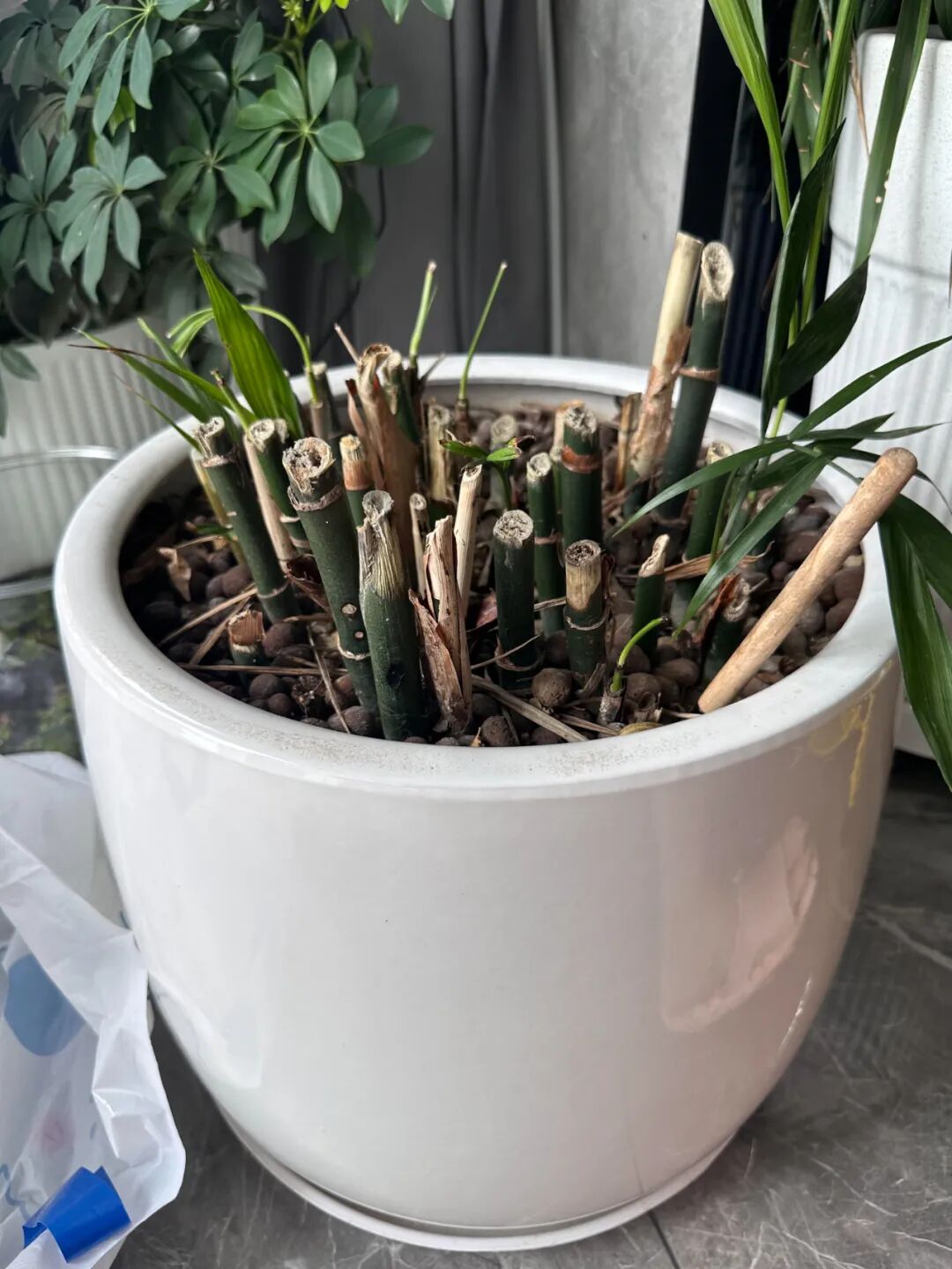 闲置花盆妙用_闲置物品做花盆_