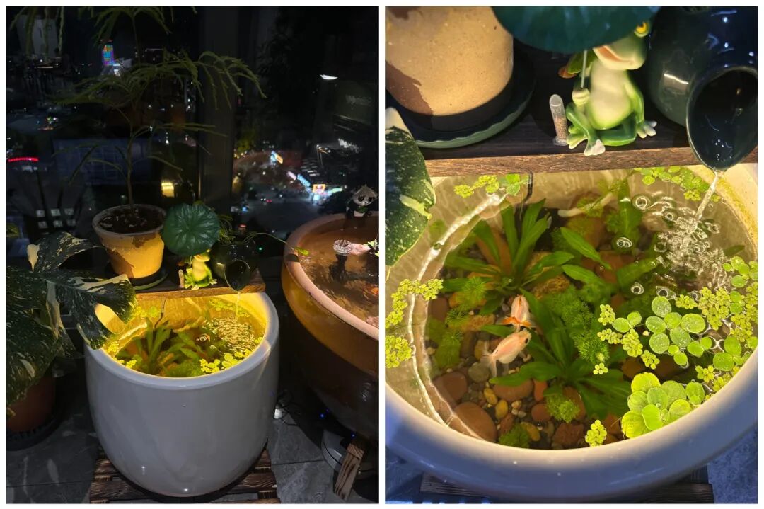 闲置物品做花盆_闲置花盆妙用_