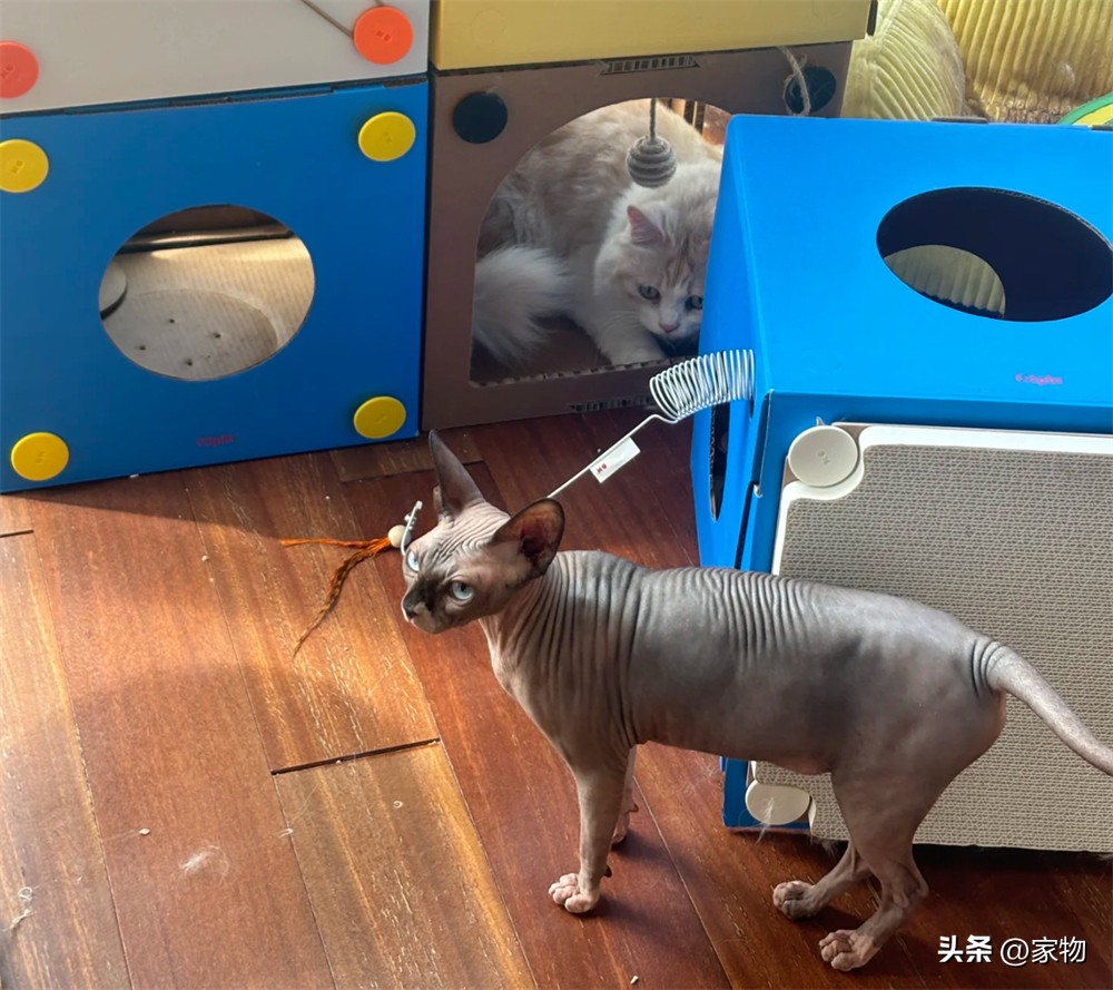 _阳台改猫房_改造阳台养猫