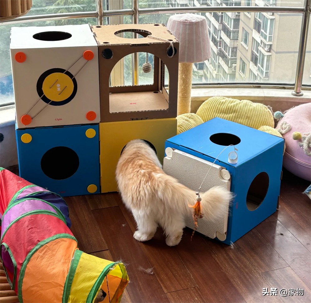 改造阳台养猫_阳台改猫房_