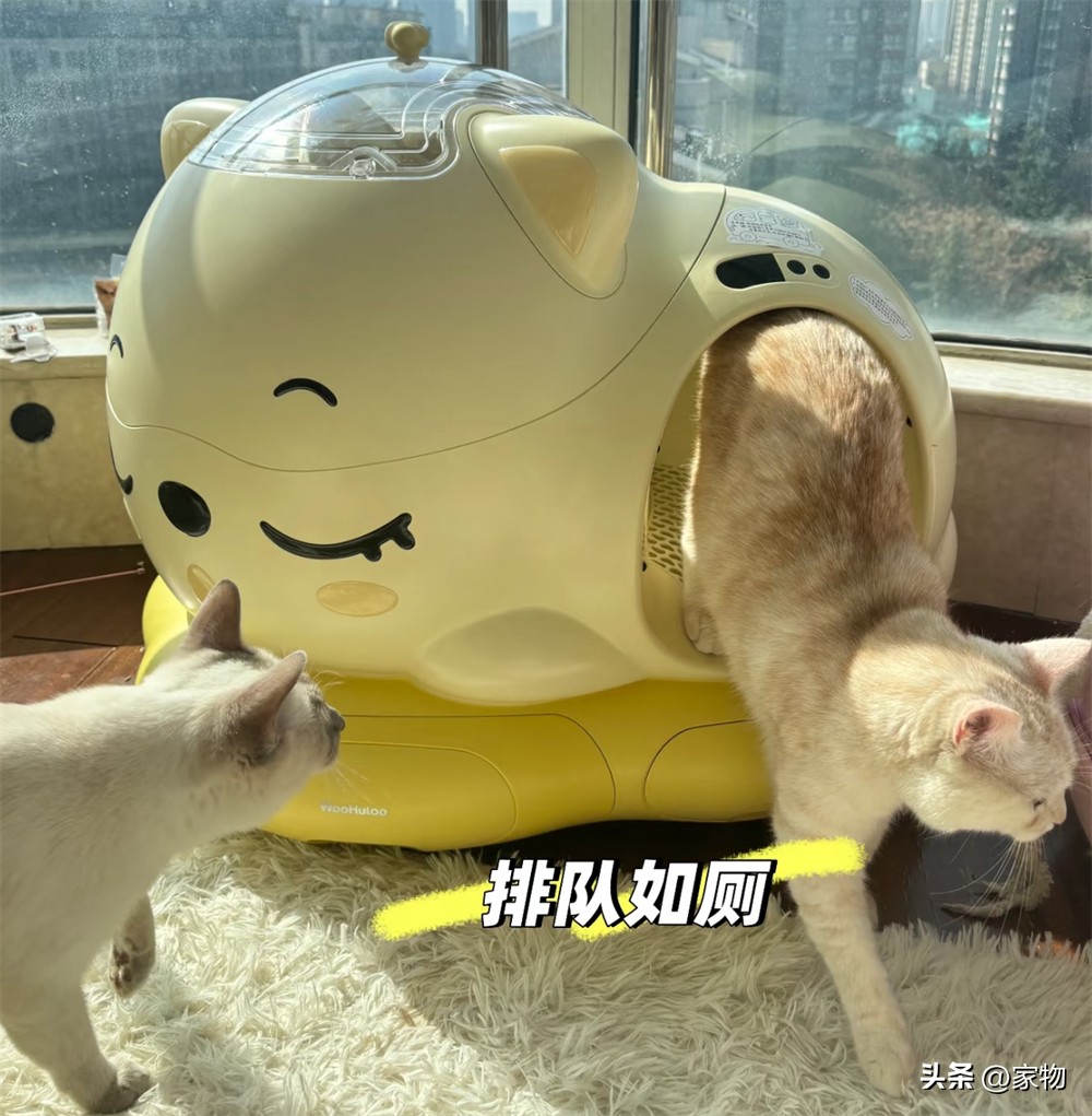 阳台改猫房__改造阳台养猫