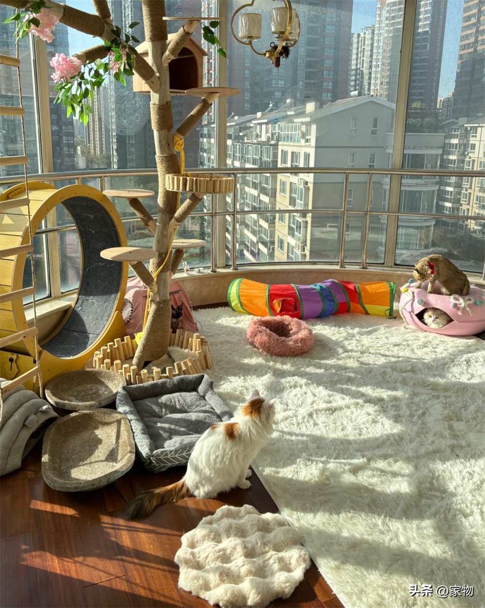 _阳台改猫房_改造阳台养猫