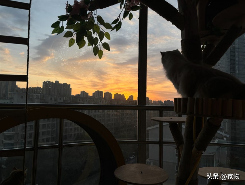 阳台改猫房_改造阳台养猫_